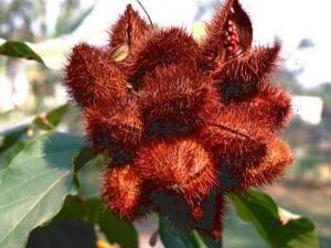 Achiote